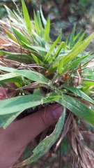 Dichanthelium acuminatum