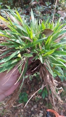 Dichanthelium acuminatum