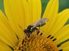 Nomada fucata