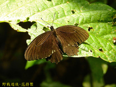 Papilio castor formosanus