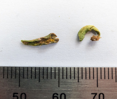 Grammitis poeppigiana