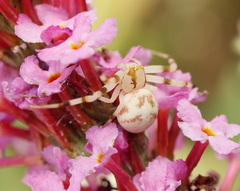 Zygometis xanthogaster