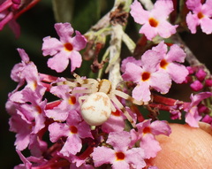 Zygometis xanthogaster