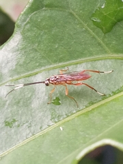 Ichneumonidae