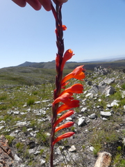 Watsonia schlechteri