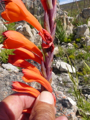 Watsonia schlechteri