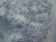 Pseudocaranx georgianus