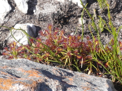 Watsonia schlechteri