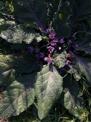 Mandragora autumnalis