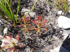 Drosera glabripes