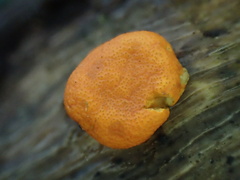 Trichoderma rogersonii