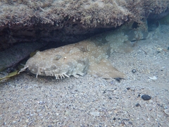 Orectolobus maculatus