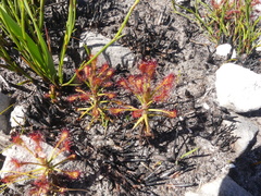 Drosera glabripes