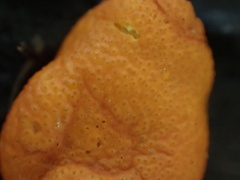 Trichoderma rogersonii