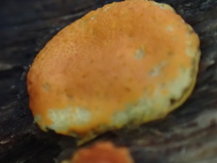 Trichoderma rogersonii