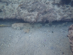 Orectolobus maculatus