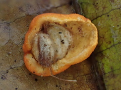 Trichoderma rogersonii