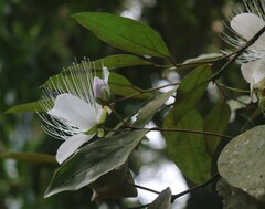 Capparis rheedei