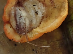 Trichoderma rogersonii