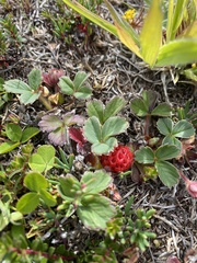 Fragaria chiloensis