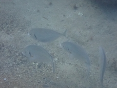Pseudocaranx georgianus