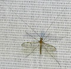 Macrocera