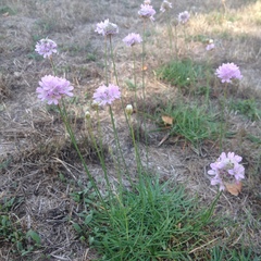 Armeria maritima