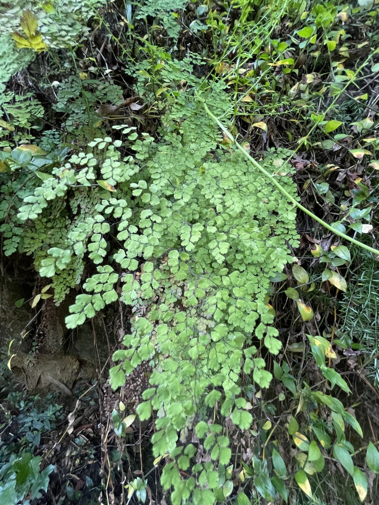 Common maidenhair fern