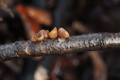 Rutstroemia alni