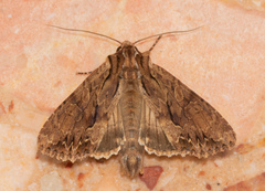 Apamea monoglypha