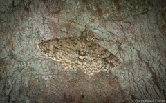 Myrioblephara desumpta