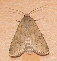 Rhyacia simulans