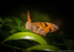 Heteronympha mirifica