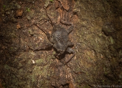 Onidistus araneus