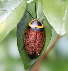 Ellipsidion reticulatum