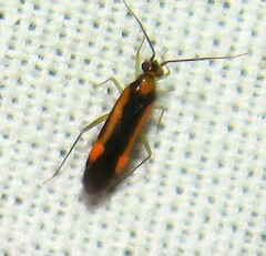Orthotylus submarginatus