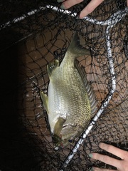 Acanthopagrus australis