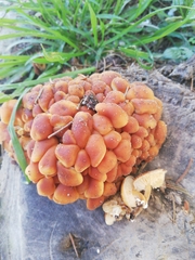 Flammulina velutipes