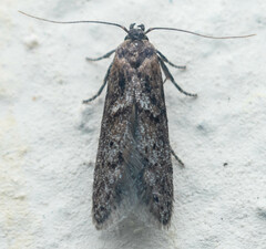 Blastobasis marmorosella