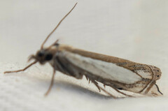 Crambus pascuella