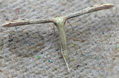 Hellinsia tephradactyla