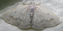 Lomographa temerata