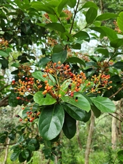 Viburnum odoratissimum