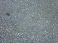 Fistularia commersonii