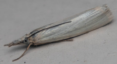 Crambus perlella