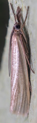 Crambus perlella