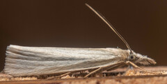 Crambus perlella