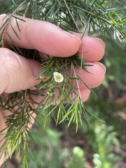Myrtoideae