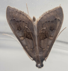 Mecyna asinalis