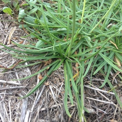 Armeria maritima